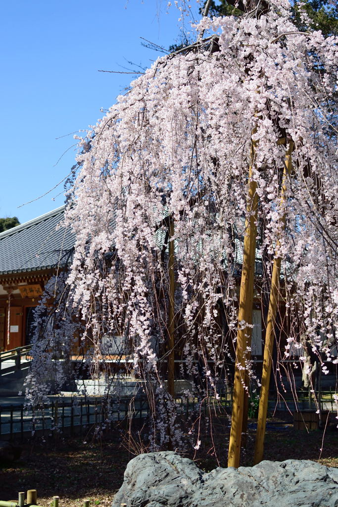 伏姫桜