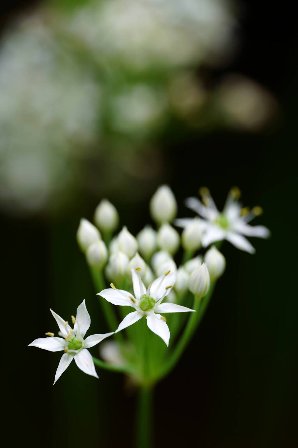 ニラの花　４