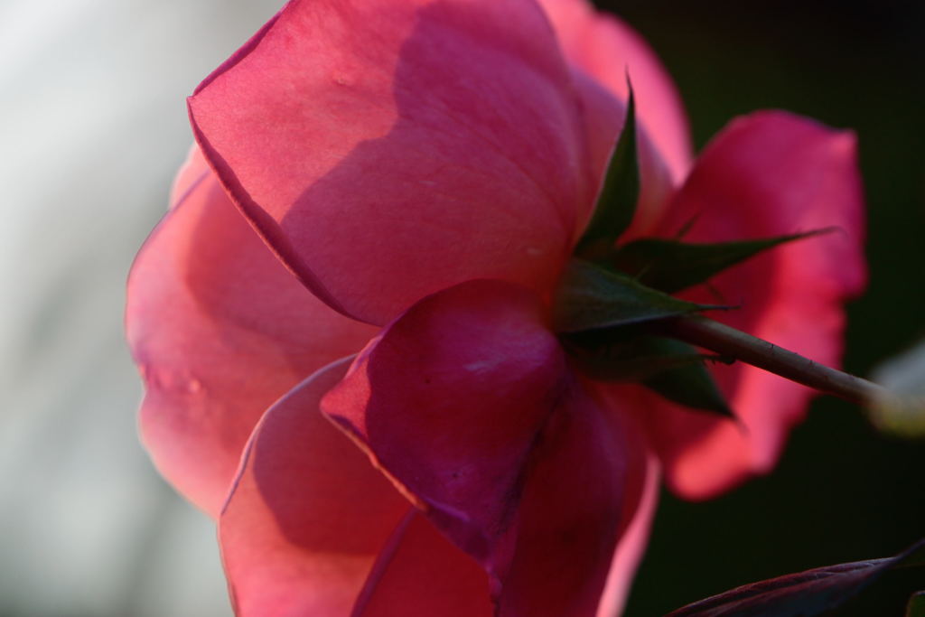 薔薇　ポートレート　後姿
