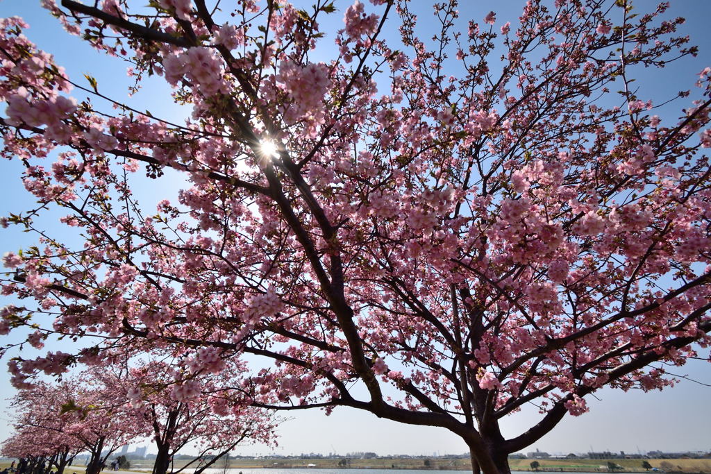 河津桜並木　キラリ