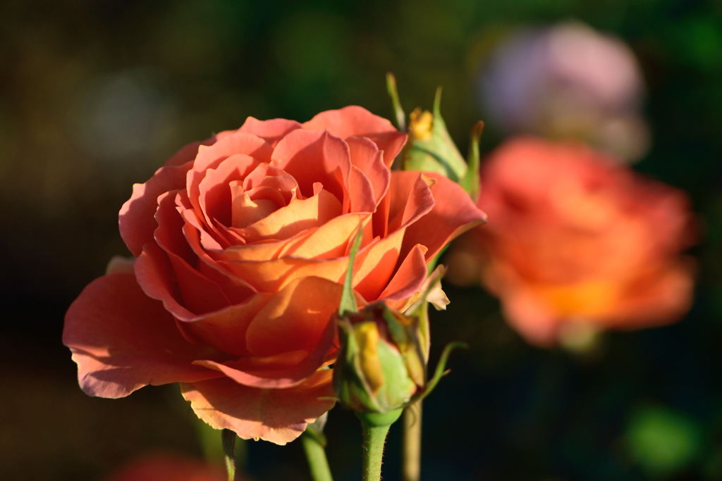 薔薇　ブラス　バンド