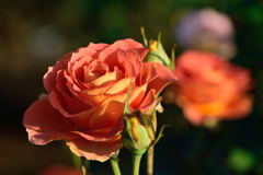 薔薇　ブラス　バンド