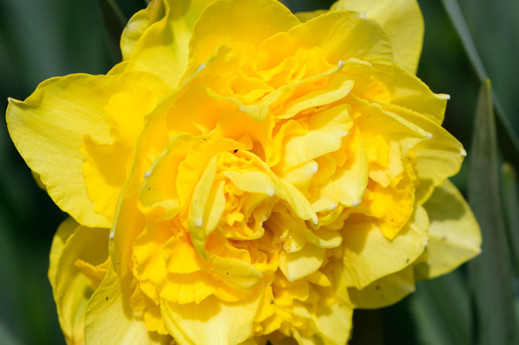 八重咲き水仙　黄寄