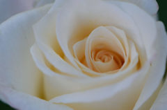 秋薔薇　アキト