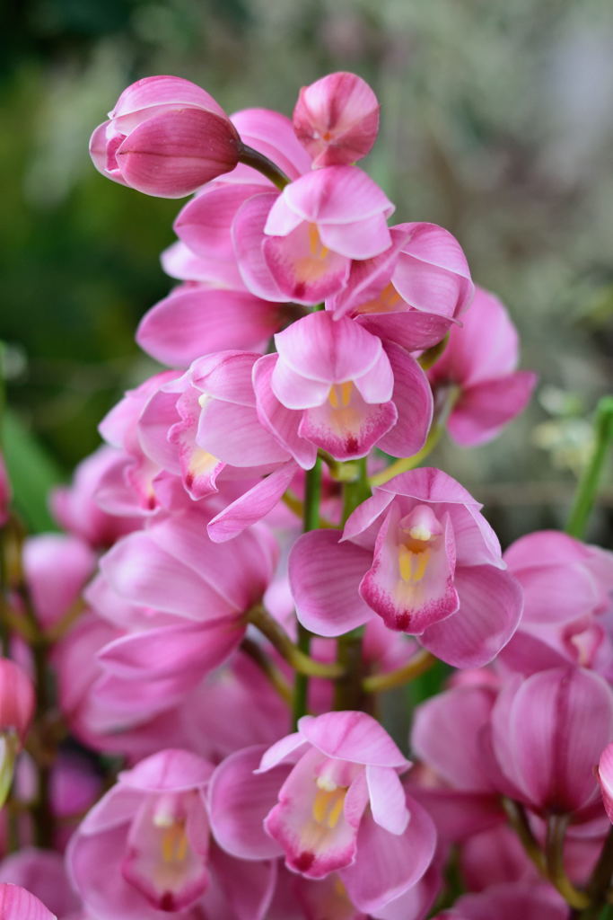 シンビジウム　福を呼ぶお姫様