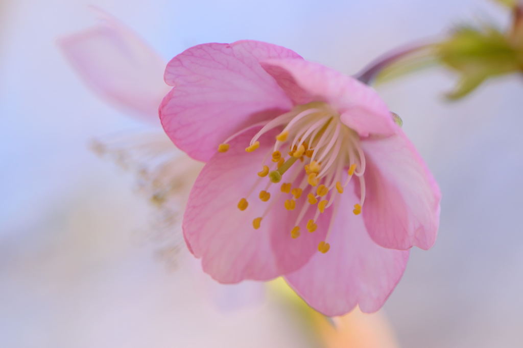 河津桜　１２