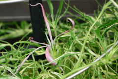 変化朝顔　茶覆輪細切采咲