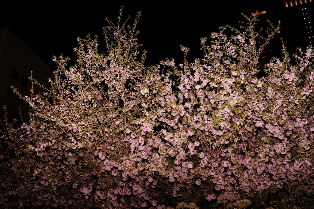 ヒマラヤ桜　夜