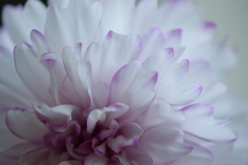 秋桜　バイカラーピンク　アップ