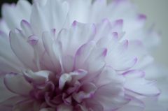 秋桜　バイカラーピンク　アップ