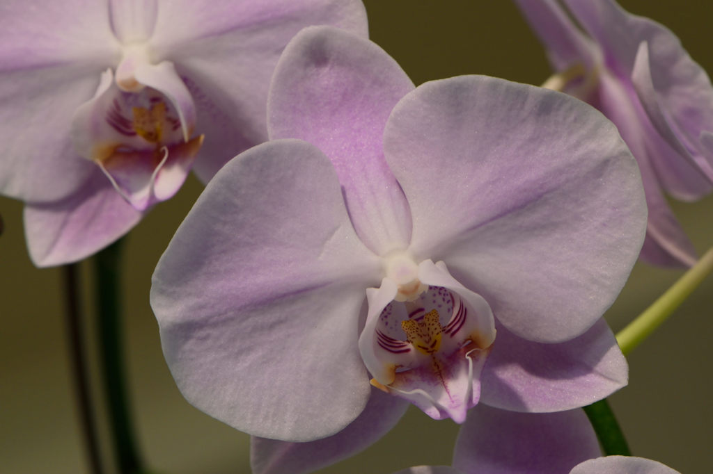 蘭　ファレノプシス