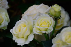 春のローズガーデン　