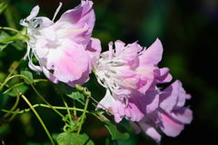 マルバアサガオ