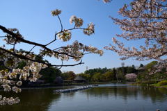 千葉公園　綿打池から蓮華亭