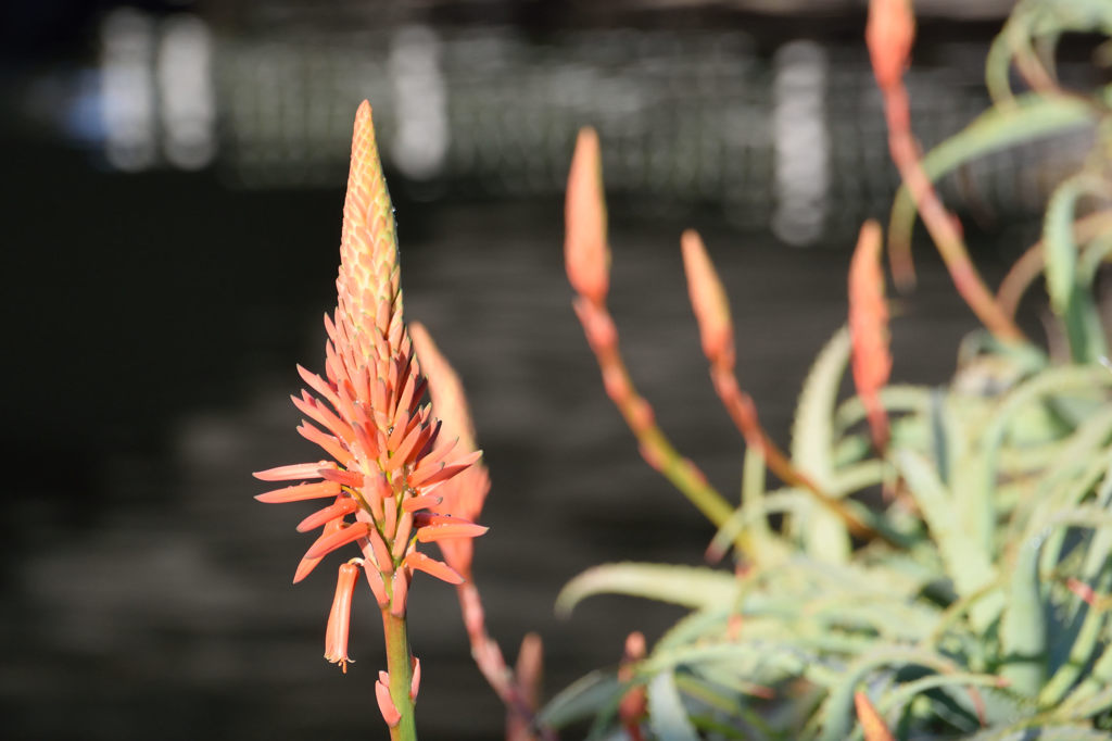 アロエが咲いていました