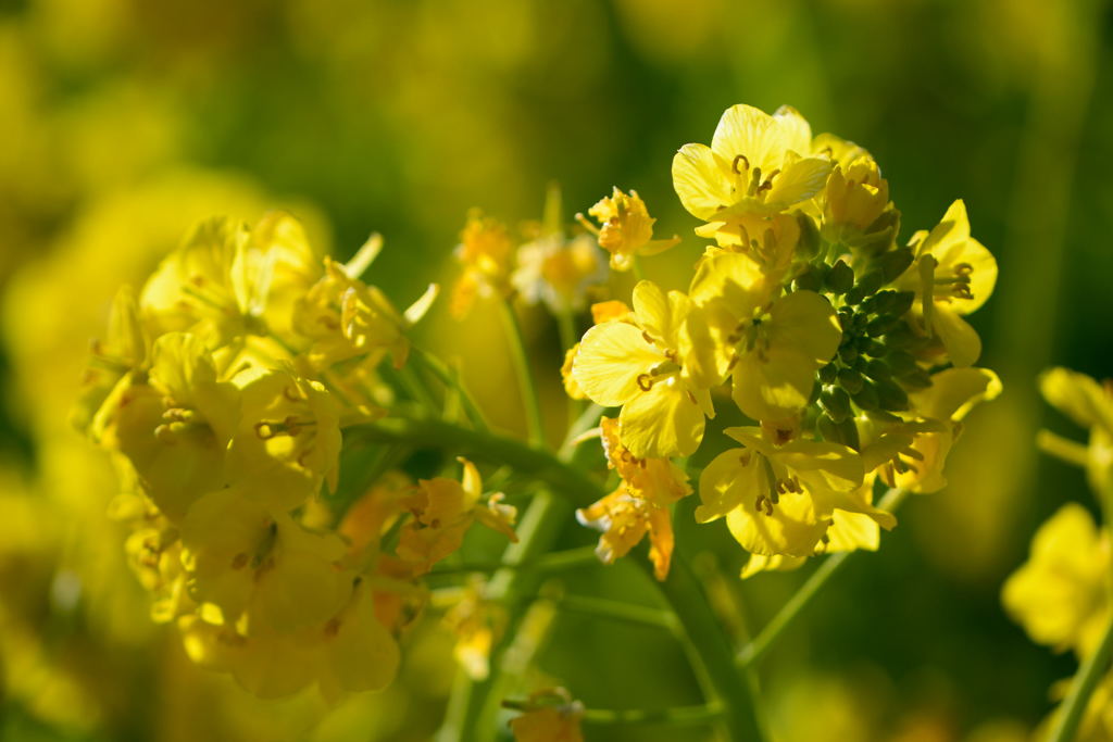 寒咲きハナナ　春雷　３