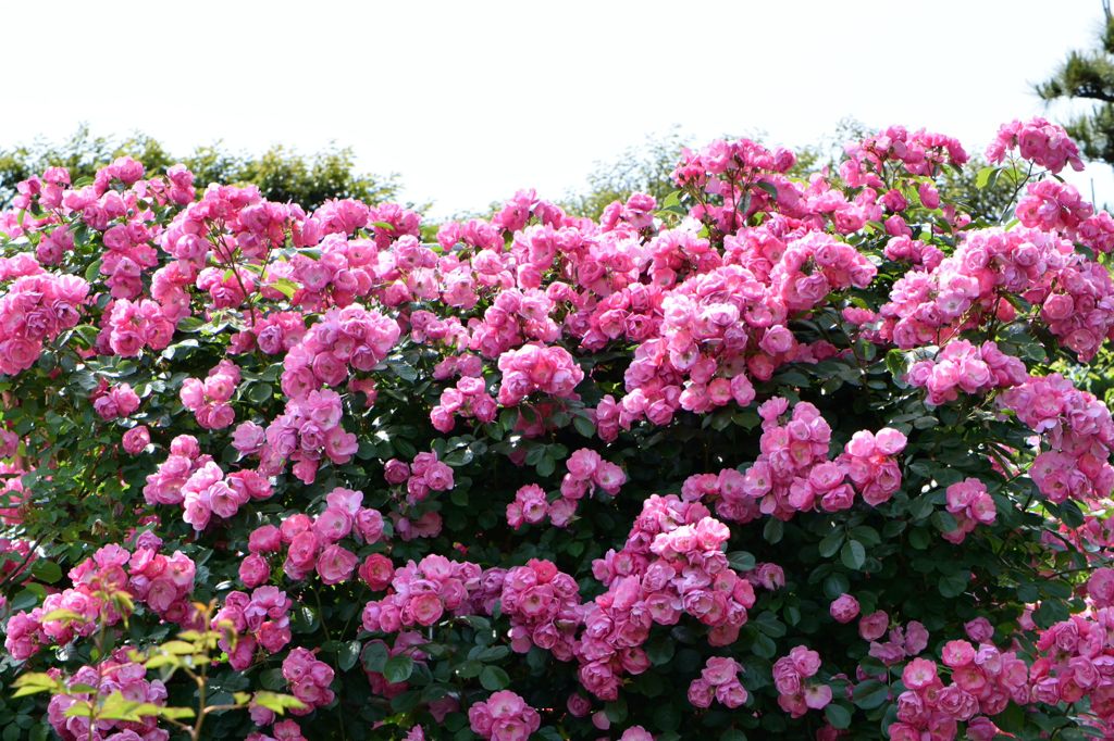 春薔薇の思い出24 バラの壁