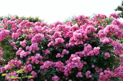 春薔薇の思い出24 バラの壁