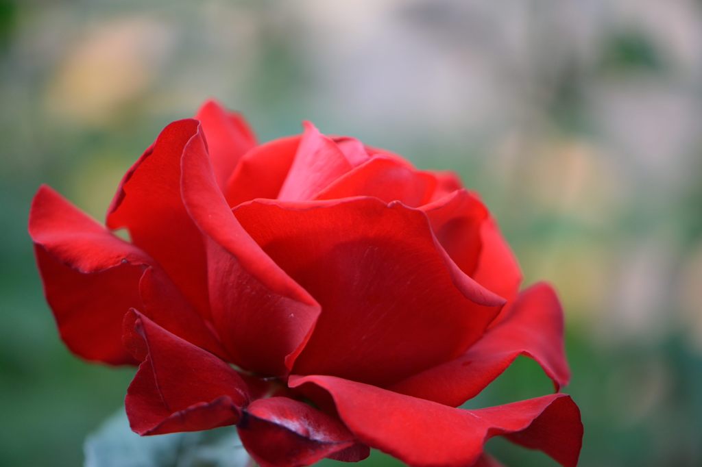 春薔薇の思い出26　レッドクィーン