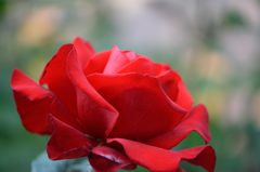 春薔薇の思い出26　レッドクィーン