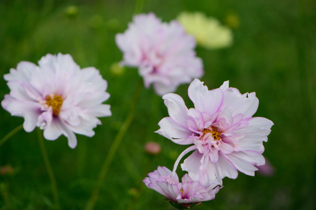秋桜　バイカラーピンク　１