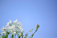 白いアガパンサスと青空