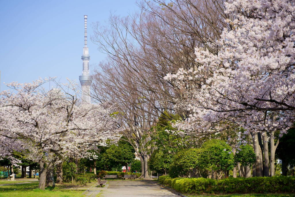 亀戸中央公園