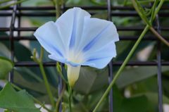 朝顔　その６