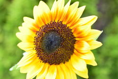 ヒマワリ　ソーラーパワー