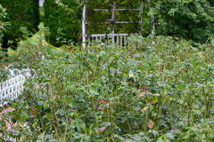 花のないマイフィールド