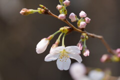 桜　ソメイヨシノ　１