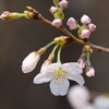 桜　ソメイヨシノ　１