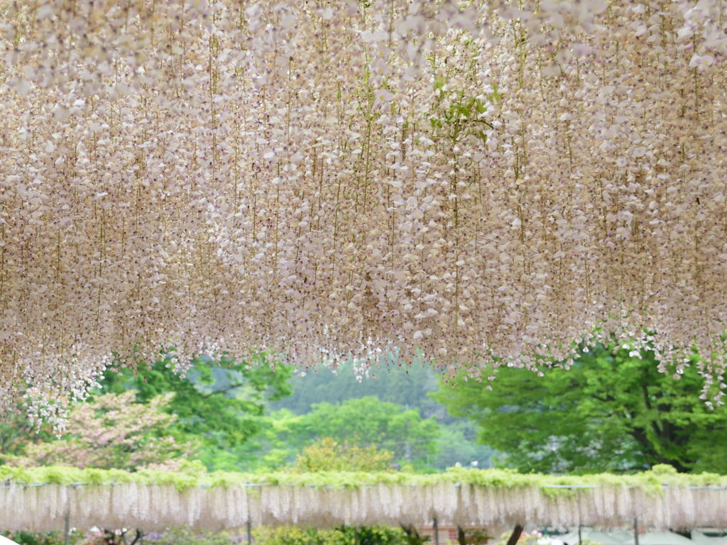 白藤棚