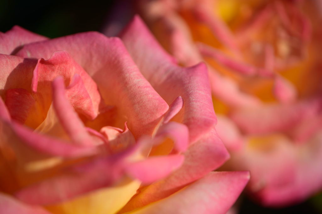 薔薇　マスコット７７　上