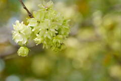桜　御衣黄