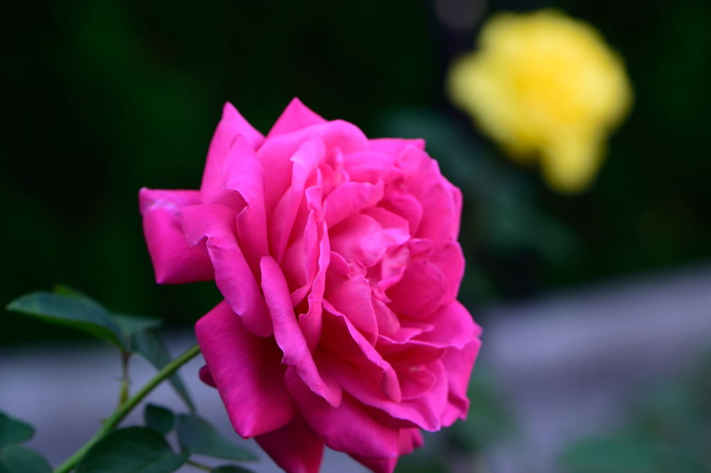 薔薇　マリア　カラス