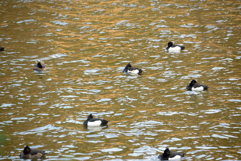 キンクロハジロ