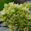 紫陽花　始