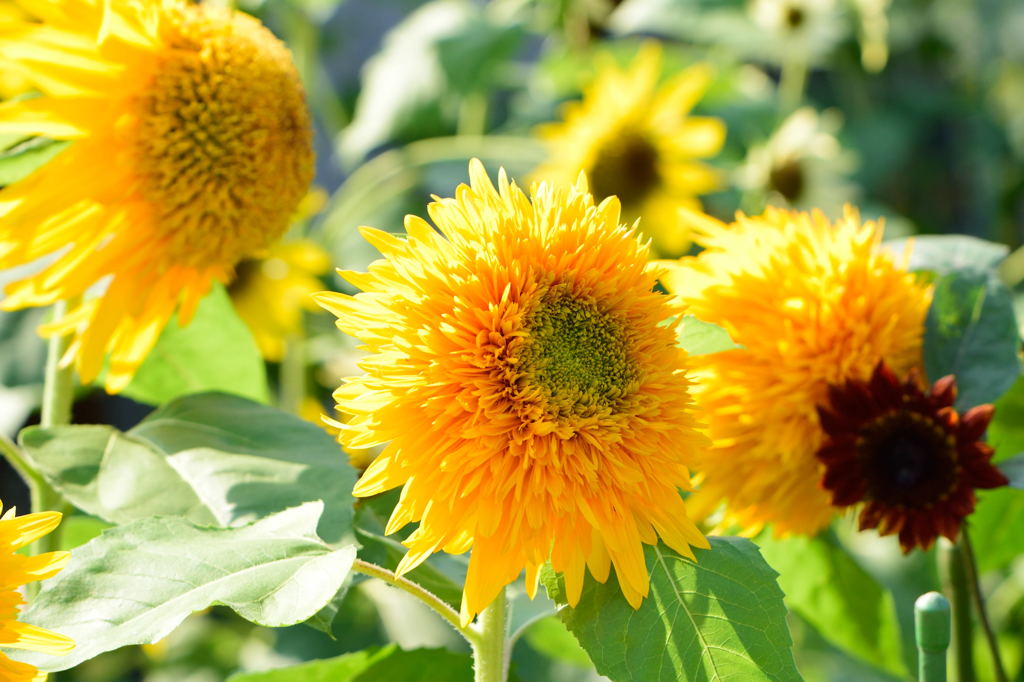 向日葵　マティスのひまわり　一緒