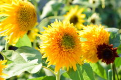 向日葵　マティスのひまわり　一緒