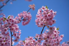 河津桜　１２