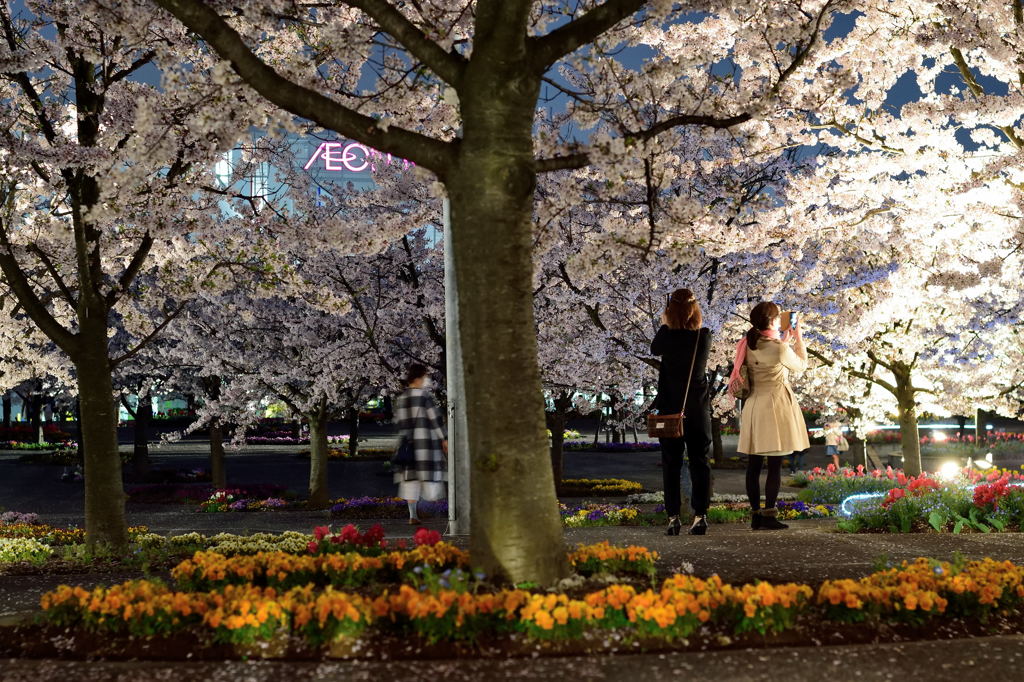 さくら広場 ライトアップ２