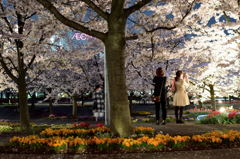 さくら広場 ライトアップ２