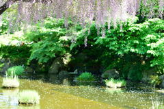 西新井大師　藤の花筏