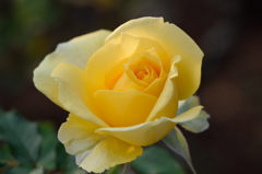 秋薔薇　ゴールド　バニー