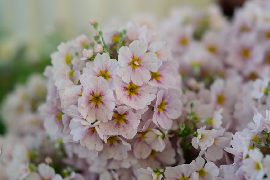 雲南桜草　２