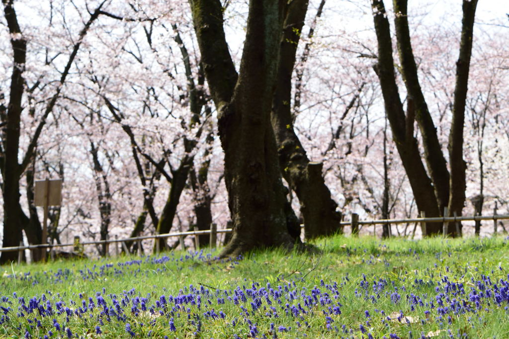 ムスカリも花見
