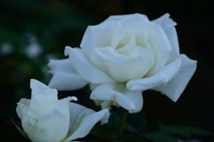 薔薇　ヨハネパウロ２世