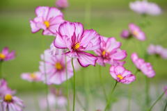 秋桜　フィジーローズピコティ