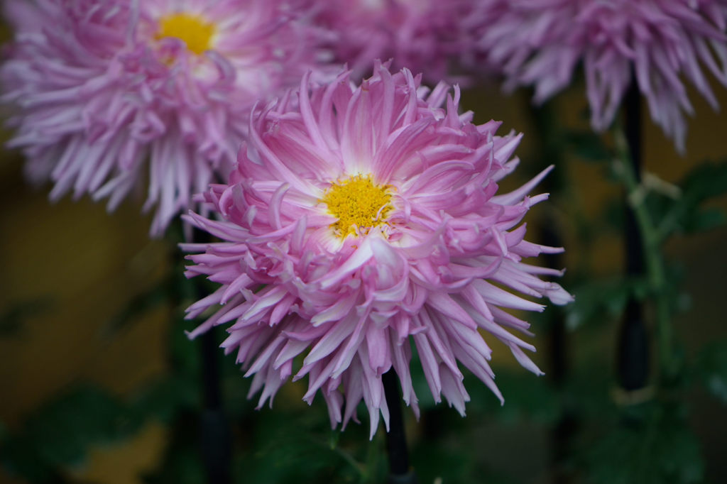 古典菊　下谷花川戸